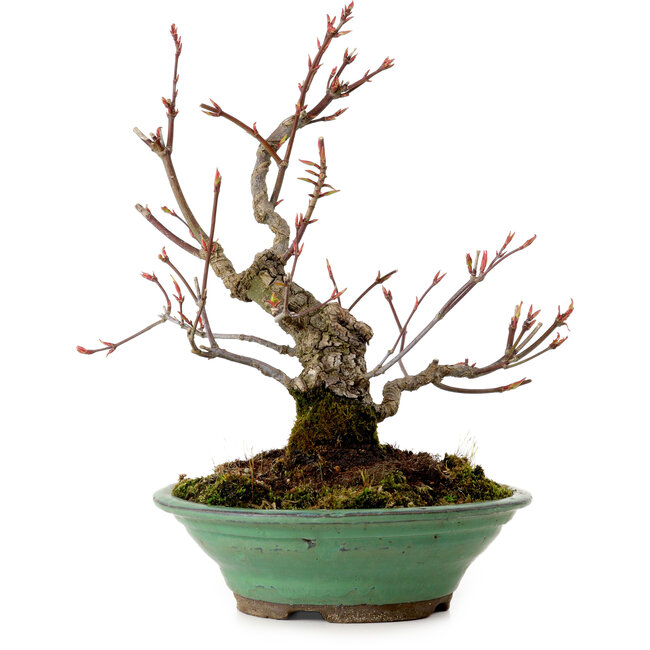 Acer palmatum Arakawa, 26 cm, ca. 20 Jahre alt, mit einem Wurzelhals von 5 cm
