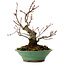Acer palmatum Arakawa, 26 cm, ± 20 ans, avec un nebari de 5 cm