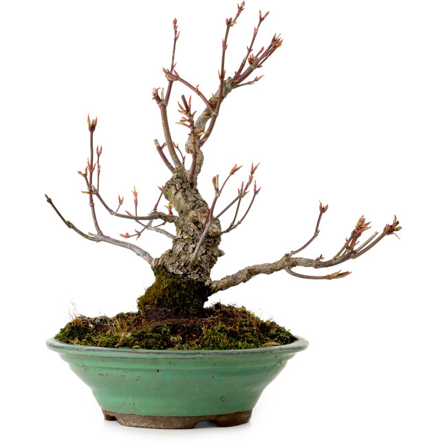 Acer palmatum Arakawa, 26 cm, ± 20 años, con un nebari de 5 cm