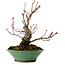 Acer palmatum Arakawa, 26 cm, ± 20 jaar oud, met een nebari van 5 cm