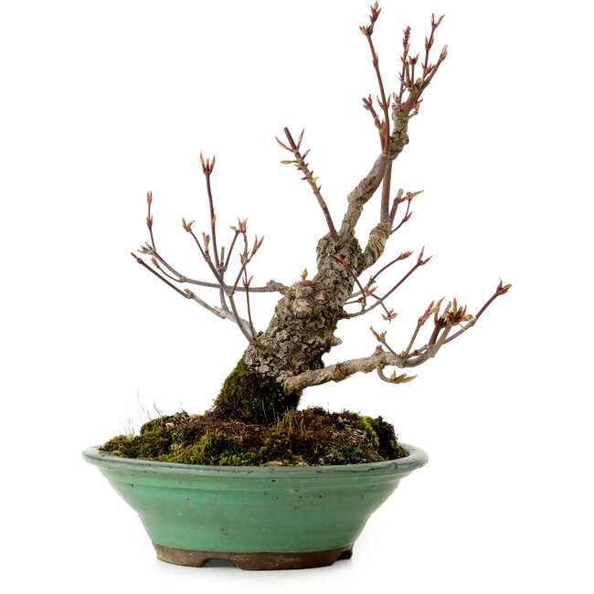 Acer palmatum Arakawa, 26 cm, ± 20 años, con un nebari de 5 cm