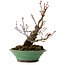 Acer palmatum Arakawa, 26 cm, ± 20 ans, avec un nebari de 5 cm