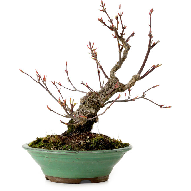 Acer palmatum Arakawa, 26 cm, ± 20 anni, con nebari di 5 cm