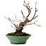Acer palmatum Arakawa, 26 cm, ± 20 years old, with a nebari of 5 cm