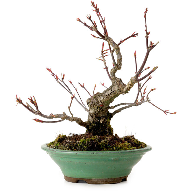 Acer palmatum Arakawa, 26 cm, ± 20 years old, with a nebari of 5 cm