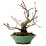 Acer palmatum Arakawa, 26 cm, ± 20 años, con un nebari de 5 cm