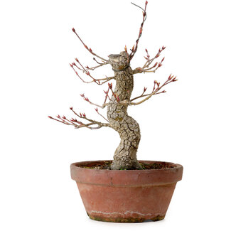 Acer palmatum Arakawa, 31 cm, ± 20 Jahre alt