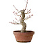 Acer palmatum Arakawa, 31 cm, ± 20 años, con un nebari de 8 cm