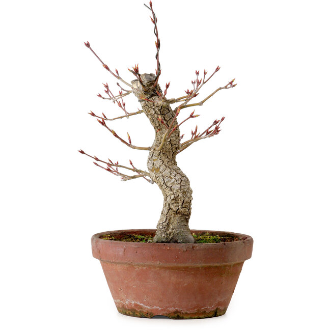 Acer palmatum Arakawa, 31 cm, ± 20 jaar oud, met een nebari van 8 cm