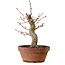 Acer palmatum Arakawa, 31 cm, ± 20 anni, con nebari di 8 cm