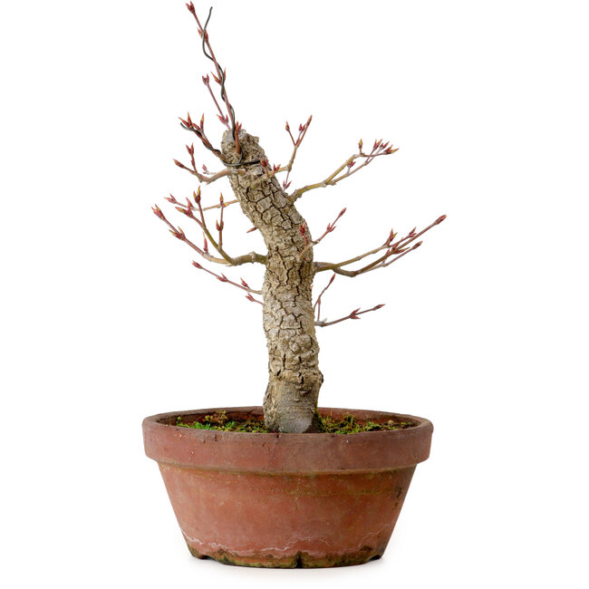 Acer palmatum Arakawa, 31 cm, ± 20 años, con un nebari de 8 cm
