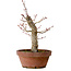 Acer palmatum Arakawa, 31 cm, ± 20 ans, avec un nebari de 8 cm