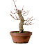 Acer palmatum Arakawa, 31 cm, ± 20 anni, con nebari di 8 cm