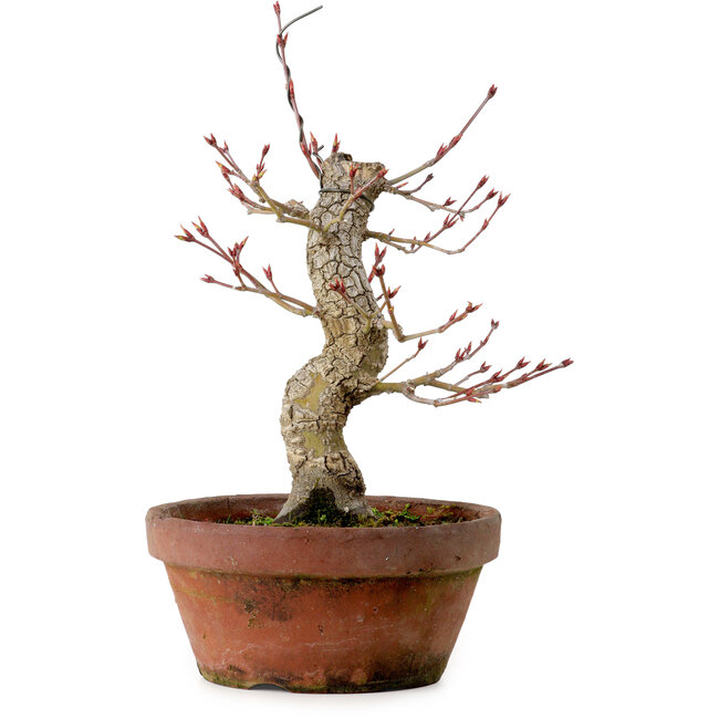 Acer palmatum Arakawa, 31 cm, ± 20 Jahre alt, mit einem Wurzelhals von 8 cm