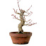 Acer palmatum Arakawa, 31 cm, ± 20 jaar oud, met een nebari van 8 cm