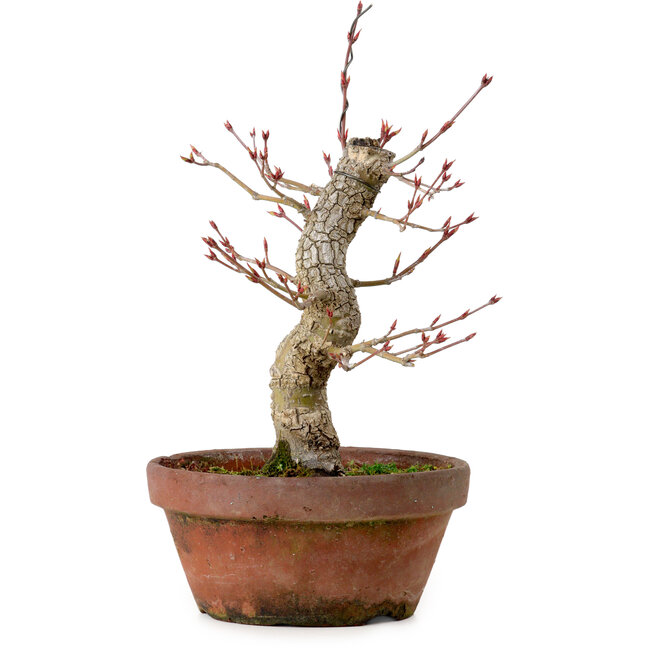 Acer palmatum Arakawa, 31 cm, ± 20 jaar oud, met een nebari van 8 cm