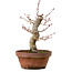 Acer palmatum Arakawa, 31 cm, ± 20 anni, con nebari di 8 cm