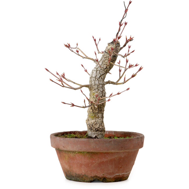 Acer palmatum Arakawa, 31 cm, ± 20 years old, with a nebari of 8 cm