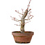 Acer palmatum Arakawa, 31 cm, ± 20 anni, con nebari di 8 cm