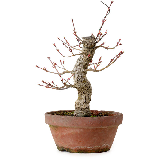 Acer palmatum Arakawa, 31 cm, ± 20 years old, with a nebari of 8 cm