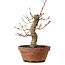 Acer palmatum Arakawa, 31 cm, ± 20 jaar oud, met een nebari van 8 cm