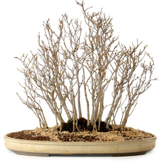 Acer buergerianum, 42 cm, ± 25 anni