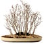 Acer buergerianum, 42 cm, ± 25 anni