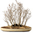 Acer buergerianum, 42 cm, ± 25 jaar oud