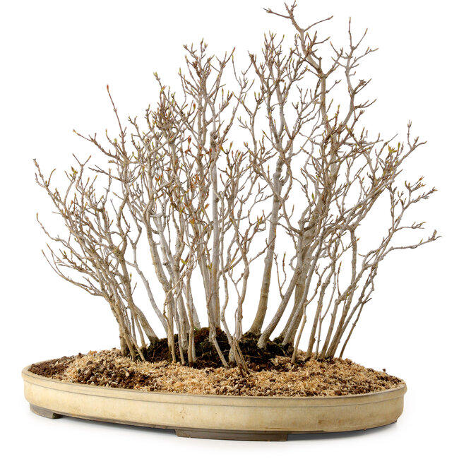Acer buergerianum, 42 cm, ± 25 anni
