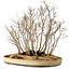 Acer buergerianum, 42 cm, ± 25 jaar oud