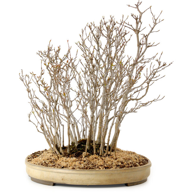 Acer buergerianum, 42 cm, ± 25 jaar oud