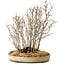 Acer buergerianum, 42 cm, ± 25 anni