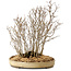 Acer buergerianum, 42 cm, ± 25 jaar oud