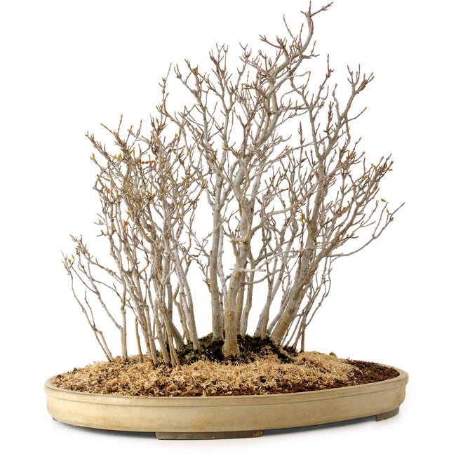 Acer buergerianum, 42 cm, ± 25 anni