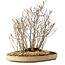 Acer buergerianum, 42 cm, ± 25 jaar oud