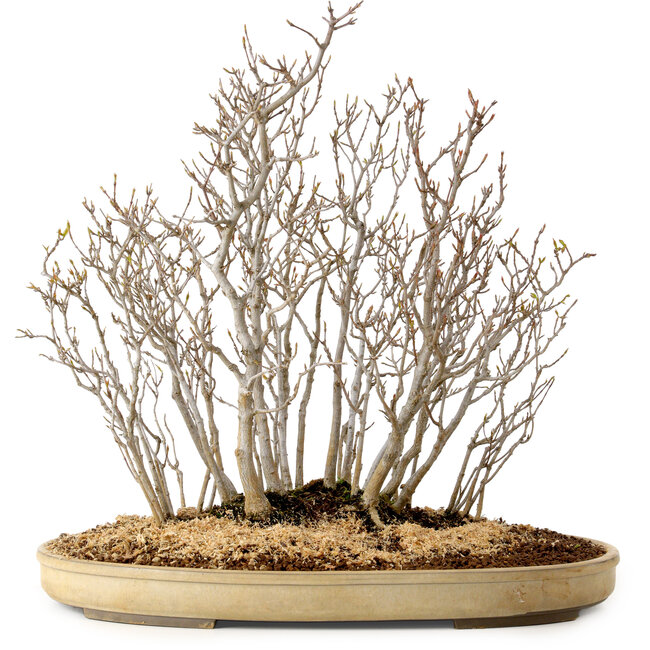 Acer buergerianum, 42 cm, ± 25 jaar oud