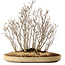 Acer buergerianum, 42 cm, ± 25 years old