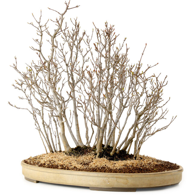 Acer buergerianum, 42 cm, ± 25 anni
