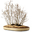 Acer buergerianum, 42 cm, ± 25 jaar oud