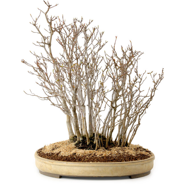 Acer buergerianum, 42 cm, ± 25 years old