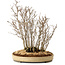 Acer buergerianum, 42 cm, ± 25 years old