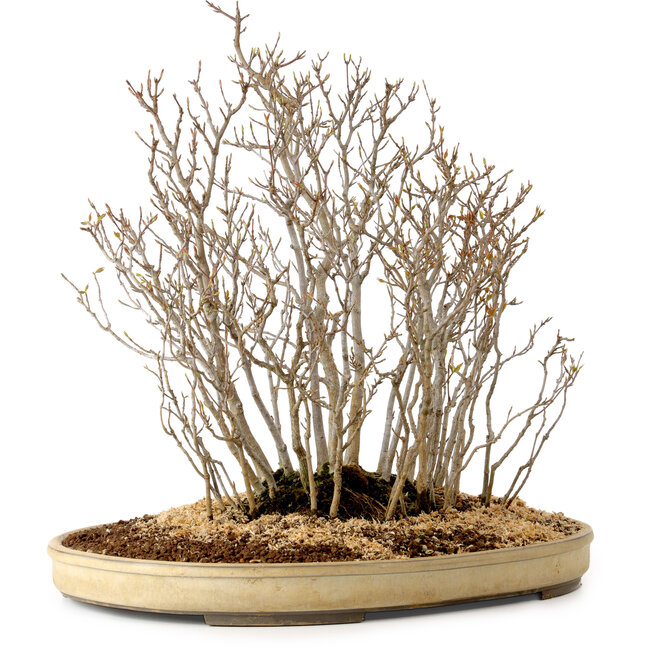 Acer buergerianum, 42 cm, ± 25 anni