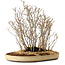 Acer buergerianum, 42 cm, ± 25 jaar oud