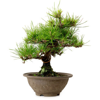 Pinus thunbergii, 28 cm, ± 15 years old