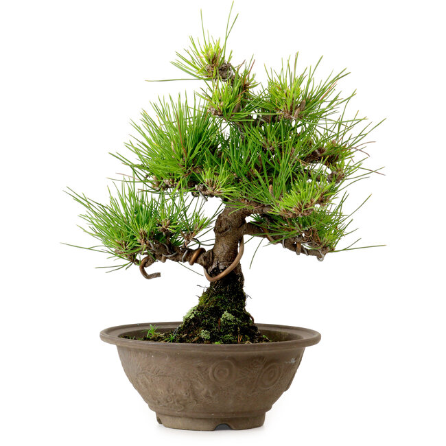 Pinus thunbergii, 28 cm, ± 15 years old, with a nebari of 6 cm