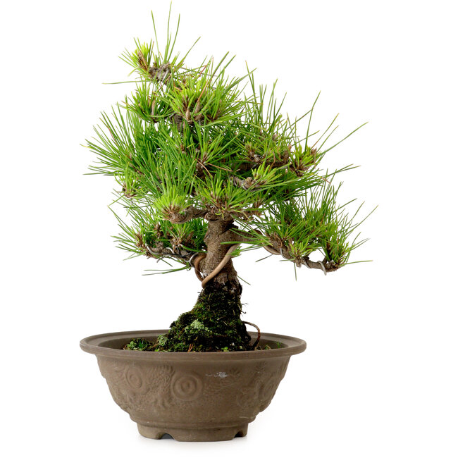 Pinus thunbergii, 28 cm, ± 15 years old, with a nebari of 6 cm