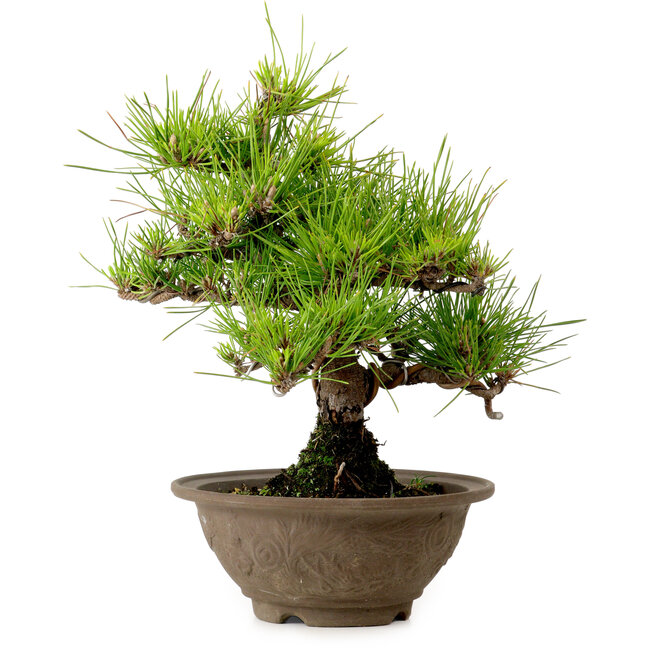Pinus thunbergii, 28 cm, ± 15 years old, with a nebari of 6 cm
