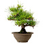 Pinus thunbergii, 28 cm, ± 15 jaar oud, met een nebari van 6 cm.