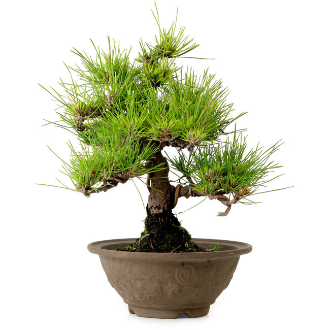 Pinus thunbergii, 28 cm, ± 15 jaar oud, met een nebari van 6 cm.
