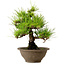 Pinus thunbergii, 28 cm, ± 15 years old, with a nebari of 6 cm